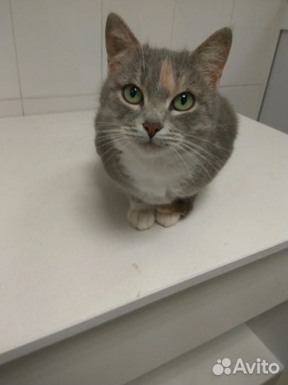 Кошка в добрые руки