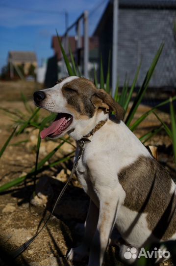 Собака Бонька