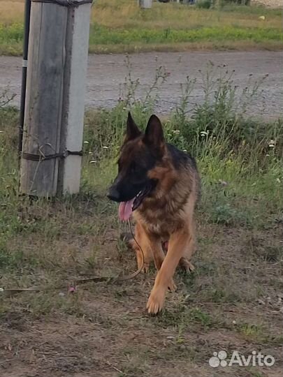 Немецкая овчарка вязка
