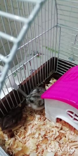 Джунгарский хомяк