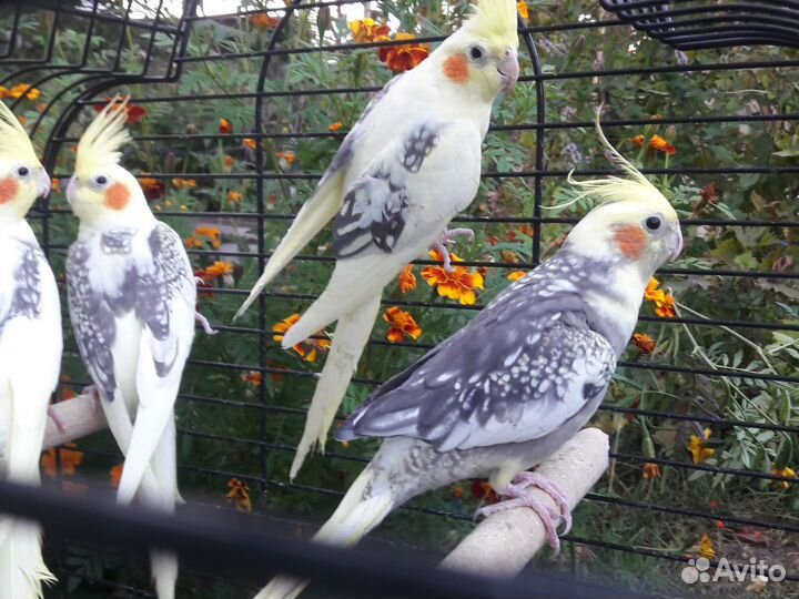 Попугай корелла и новозейланский какарик