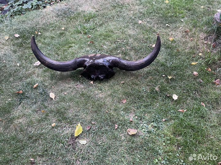 Рога буйвола