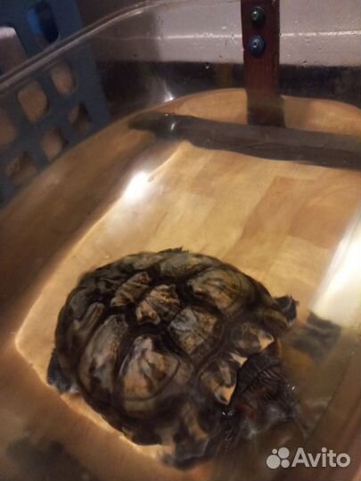 Красноухая черепаха отдам