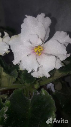 Коматные цветы