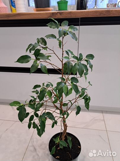 Фикус Бенджамина