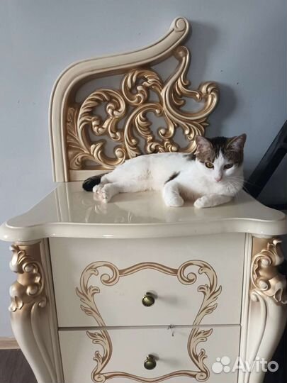 Кошки 3 девочки в добрые руки