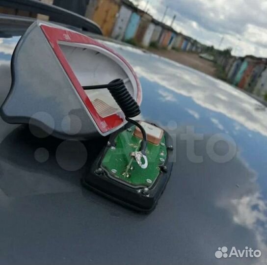 Плавник акулий 