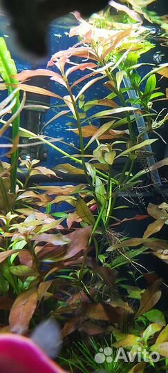 Аквариумные растения