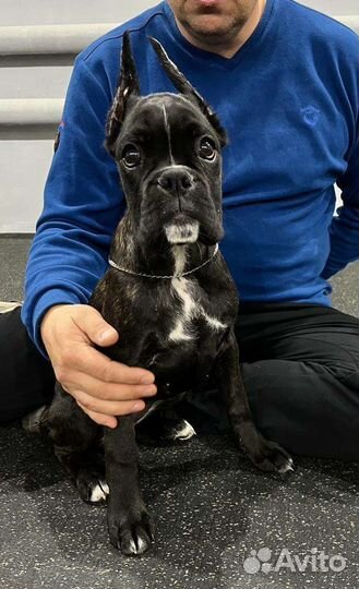 Эффектная боксерка