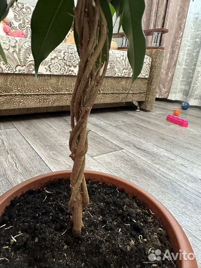 Фикус бенджамина плетеный