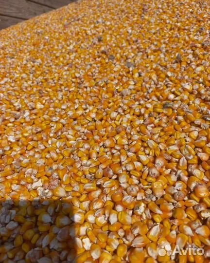 Кукуруза кормовая