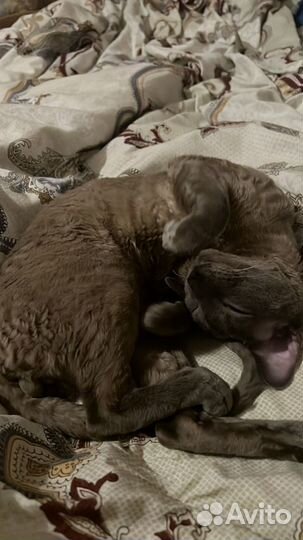 Корниш-рекс(вязка)