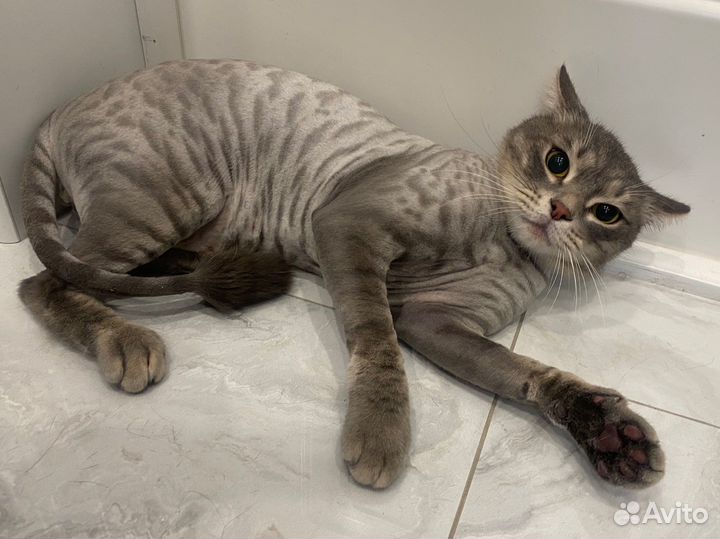 Стрижка кошек без наркоза стаж 8 лет