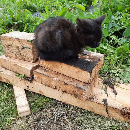 Черная кошка