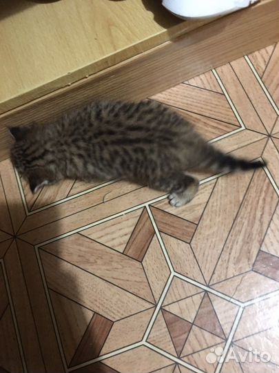 Скоттиш фолд котята