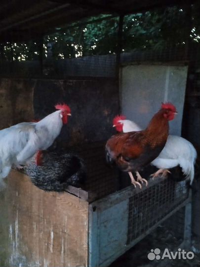 Куры и петухи