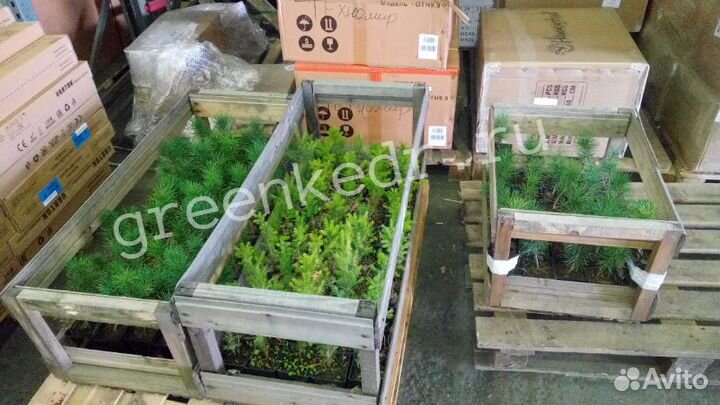 Саженцы Кедр 14-18см зкс