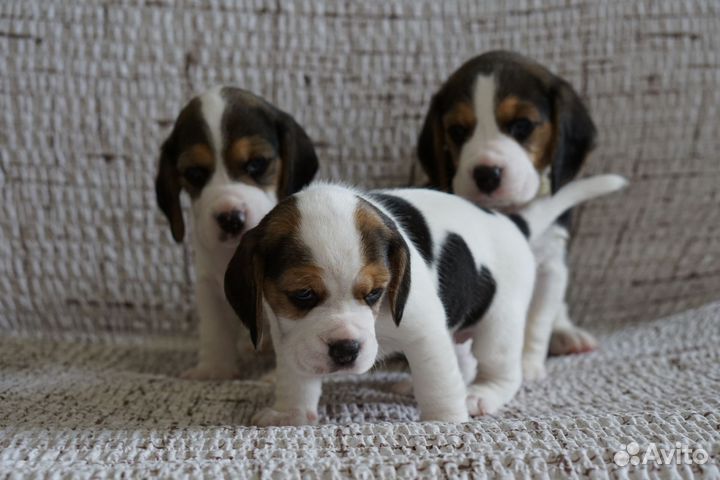 Щенки бигль