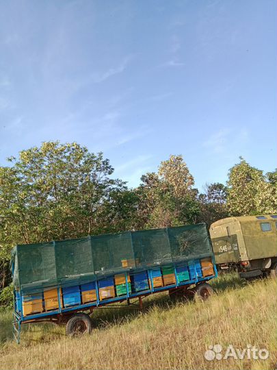 Пасека с пчёлами