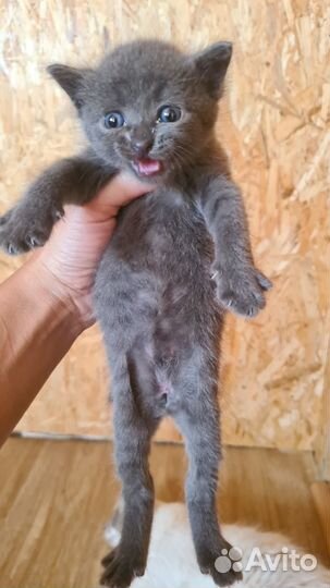 Котята