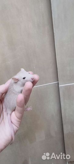 Крысята, крысы, крысы дамбо