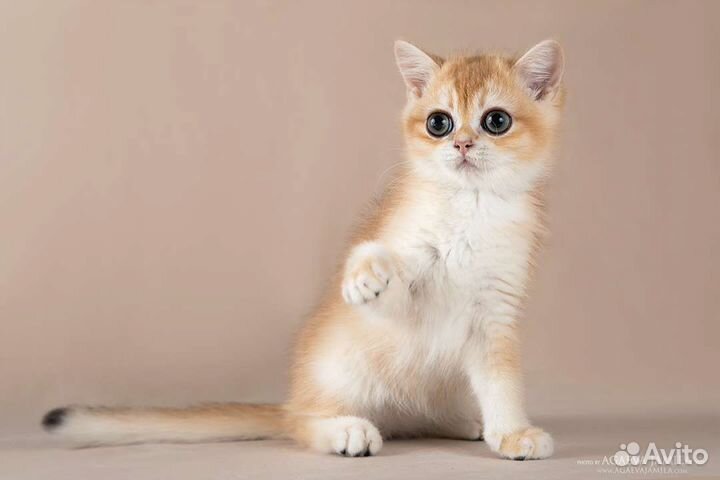 Котик золотая британская шиншилла ny11