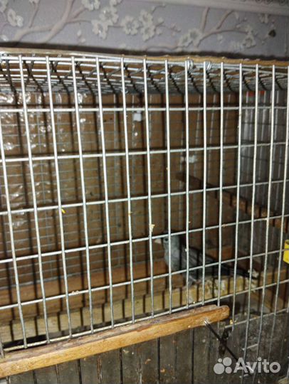 Кенар певчий