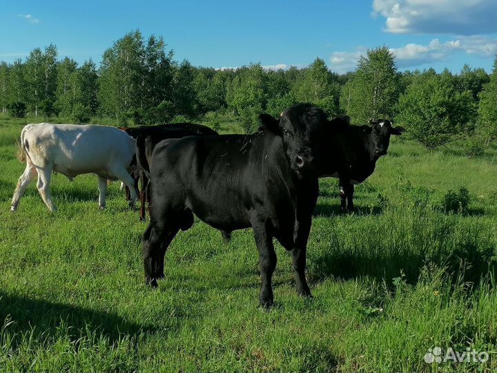 Бык абердин+герефорд, коровы, тёлки