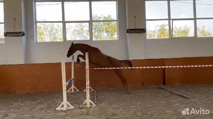 Ахалтекиненская кобыла и полукровный жеребец