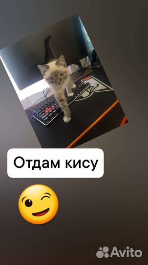 Сиамская кошка