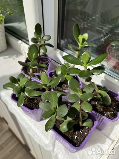 Денежное дерево (крассула)