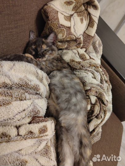 Кошка в дар
