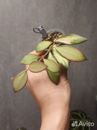 Хойя тсанги (DS-70) вар