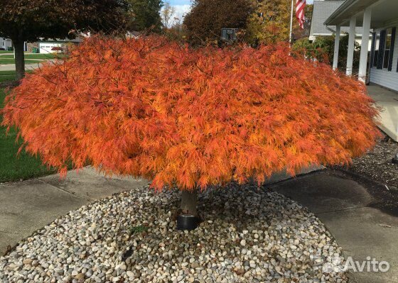 Саженцы декоративных японских кленов