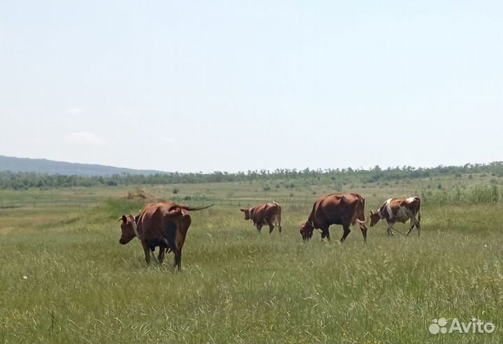 Продам стадо крс