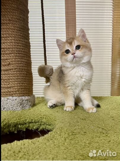 Британский котик