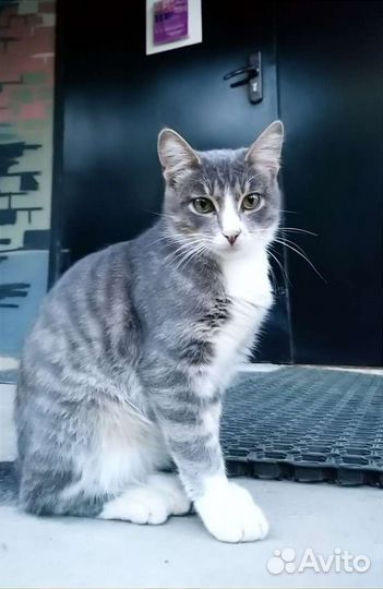 Лучано и Повороти в поисках семьи