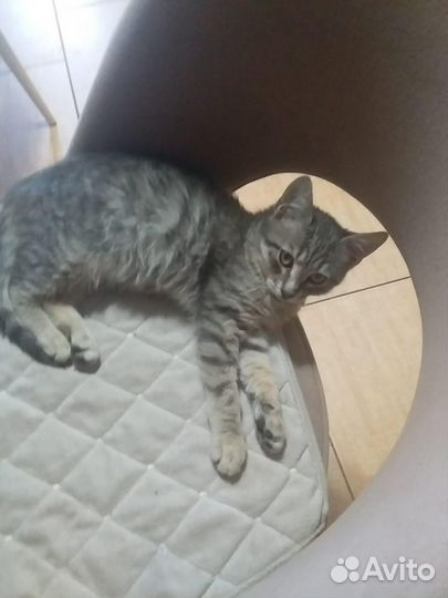 Кошки
