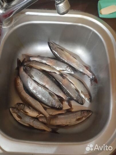 Продам рыбу -хариус