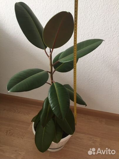 Фикус каучуконосный