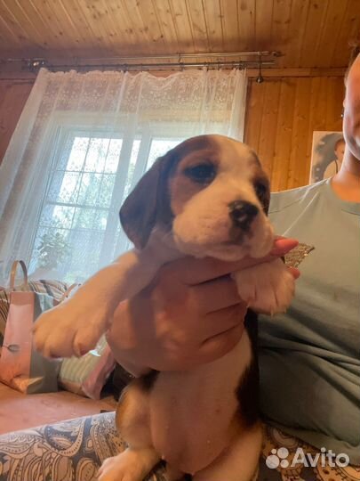 Щенки бигль