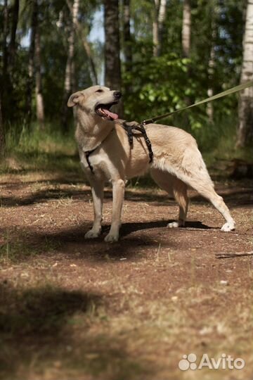 Красавица Синди из приюта ждет свою семью
