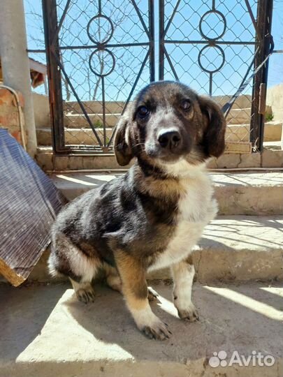 Стерилизованая девочка щенок