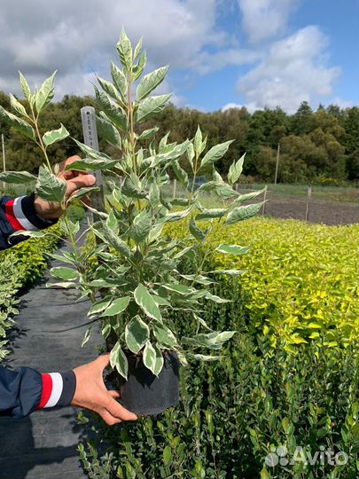 Пузыреплодник, дерен белый, спиреи, кизильник