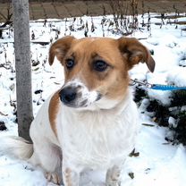 Взрослая собака в добрые руки