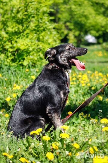 Собака Кузя