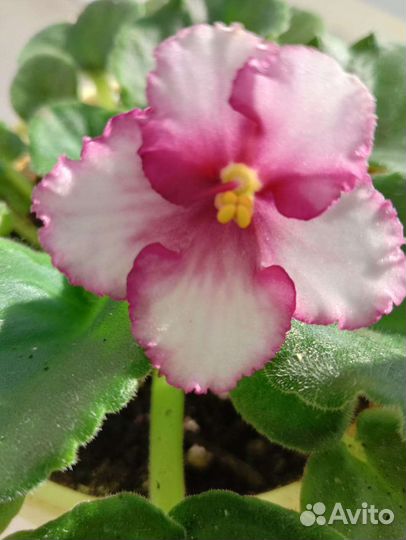 Фиалка в горшках