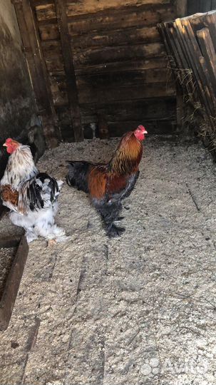 Петух брама крупные