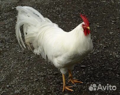 Куры несушки