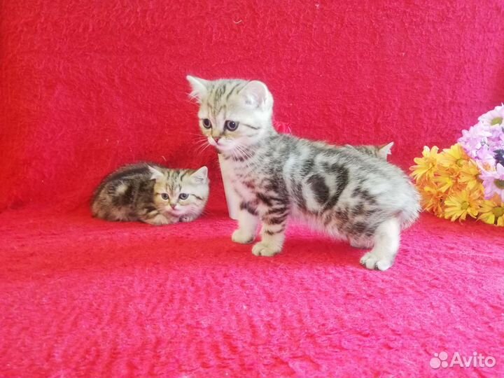 Шотландские котята